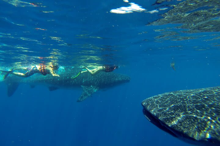 Whale Shark Encounter Full-Day all inclusive Tour from Riviera Maya image