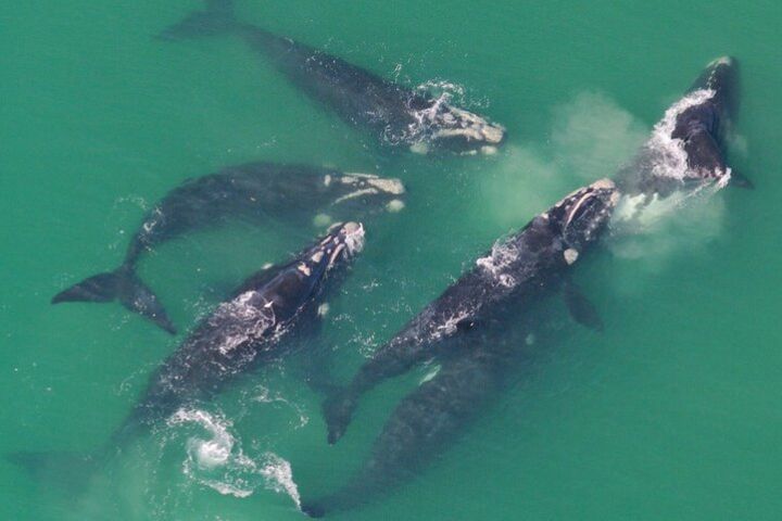 Hermanus Whale Watching Boat Trip and Stony Point Penguins Day Tour image