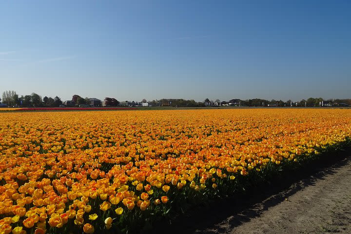 4 hours Private Tour of the flourishing flowerfields by car or minivan  image