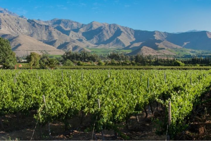 Tour Pisco Elqui: Naturaleza, Relajo y Descubrimiento image