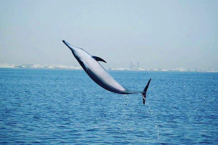 Dolphin Watching image