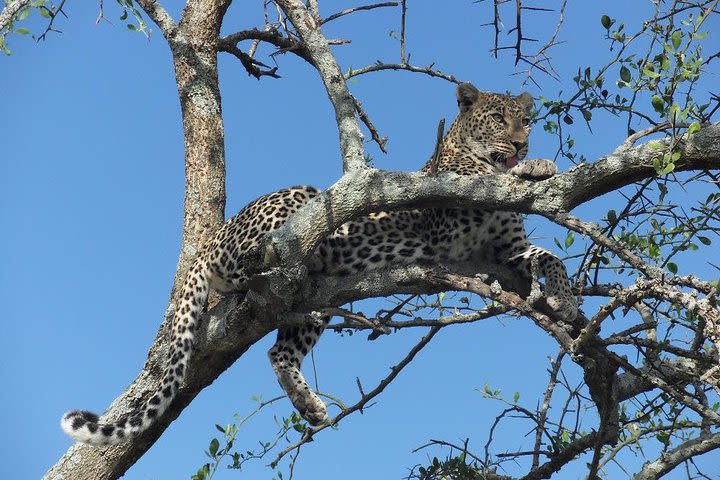 5 Days Tanzania Big five Safari image