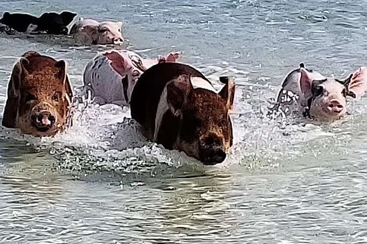 West End - Swim with the Pigs Experience image