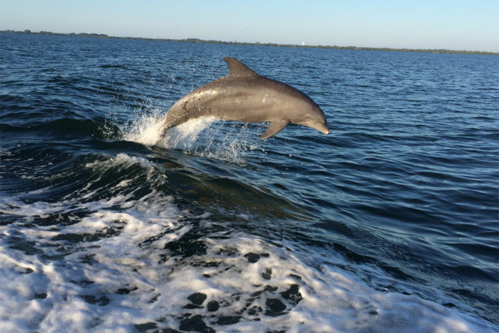 Dolphin Watching Tour image