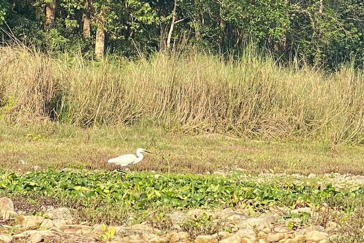 Chitwan Jungle Safari Tour image