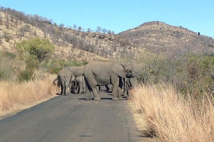 Sunset Safari with Open Top Vehicle in Pilanesberg National Park  image