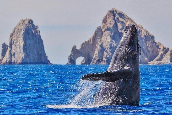 Whale Watching & Boat Tour of Everything Cabo! See the Arch, Land's End and more image