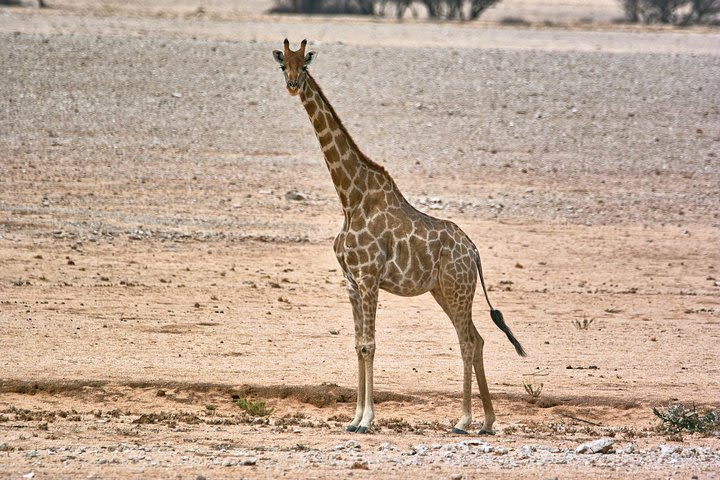 Wildlife and Landscape Tour- full-day (7hours) from Walvis Bay image