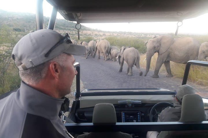 2 Day Tented Safari in the Pilanesberg image