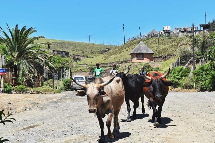 Garden Route Tour From Durban to Cape Town - 7 Day Tour image