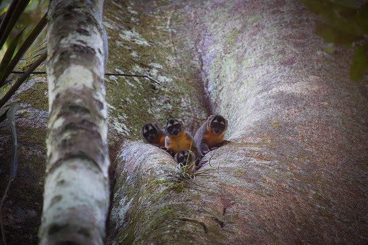 4-Days Wildlife Tour in the Tamshiyacu-Tahuayo Reserve at Curassow Amazon Lodge image