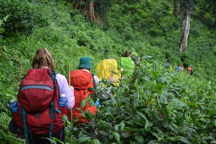 3-Day Chiang Dao Mountain Trek image