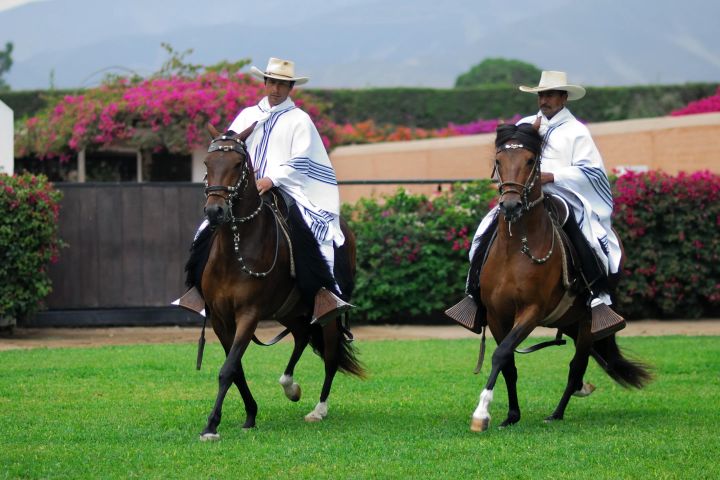 Pachacamac Temple & Peruvian Horse Show Tour image