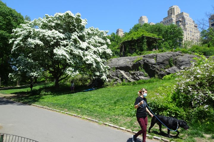 Central Park Private Tour image