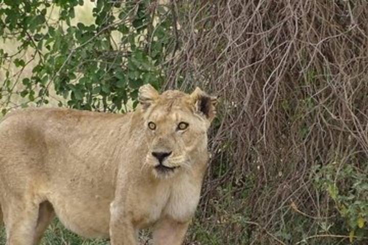 6 Days Tanzania Private Safari from Arusha image