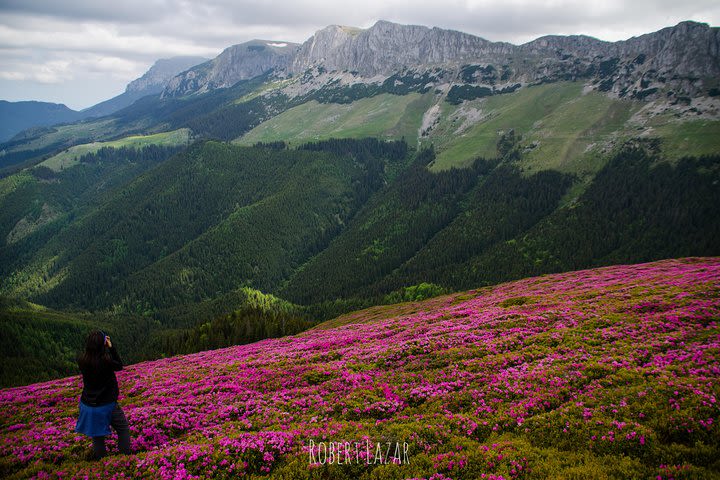 Rhododendron gazing in the Carpathians - day hike from Brasov image