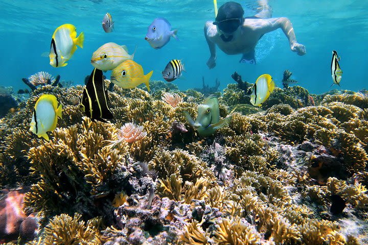 Premium Snorkel Tour with guide and All Access Pass for the day image