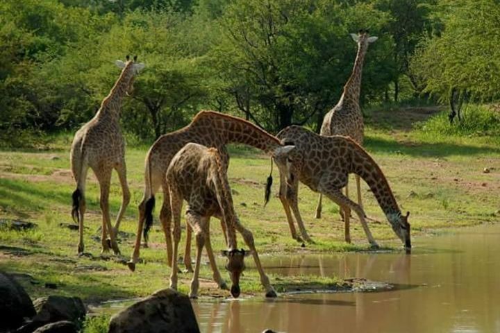 Serengeti, ngorongoro, manyara 5 days 4 night image