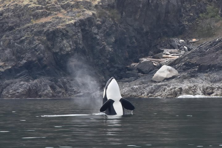 Half-Day Whale Watching Adventure from Vancouver image