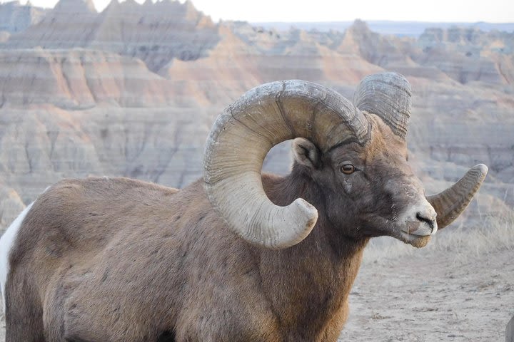 Private Tour of the Badlands image