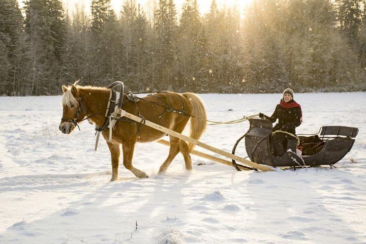 Winter Tour and Sleigh Ride in St Petersburg image