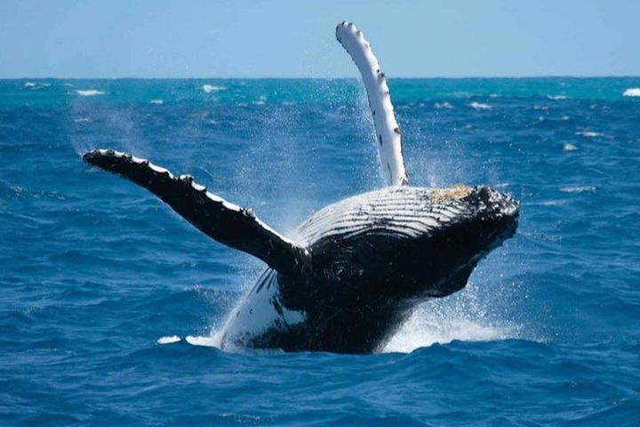 BORA-BORA Private Whale Watching image