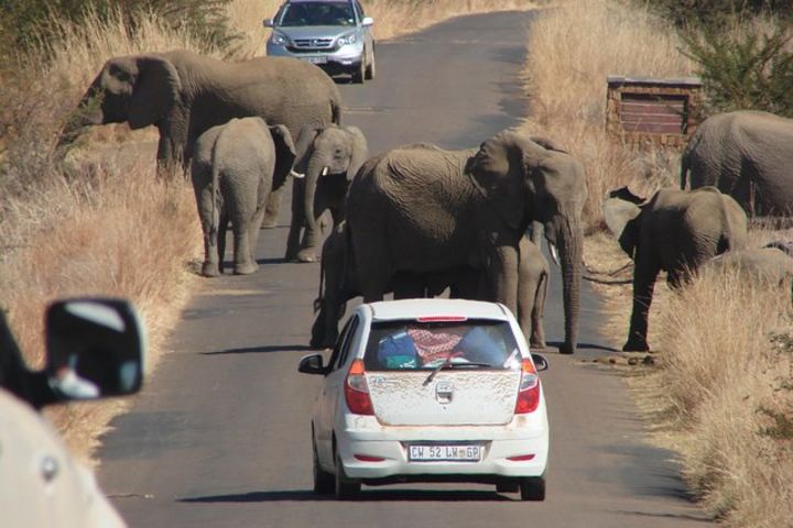 Pilanesberg National Park Open Truck image