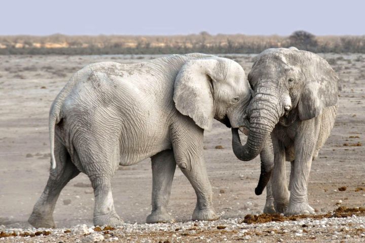 Majestic Elephant and Big 5 Chobe Safari image