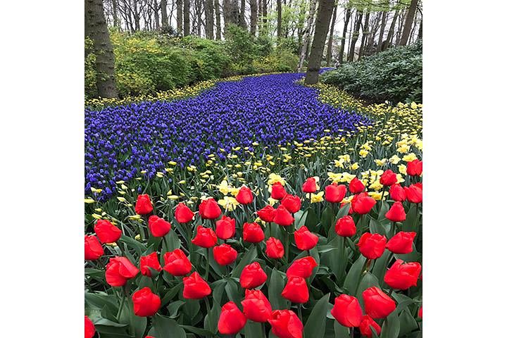 Keukenhof 2022 Private Floral Tour (24th March 2022 - 15th May 2022) image