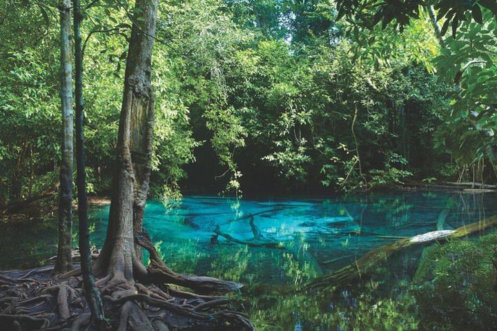 Ao Thalane - Discover the mangrove life image