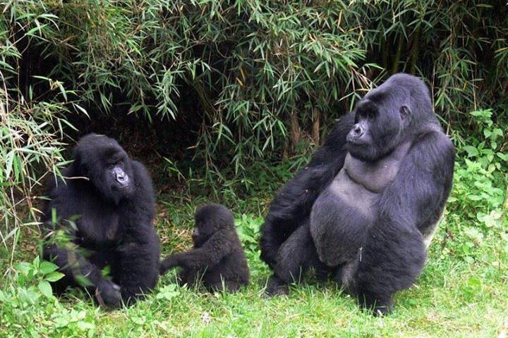 3 Days Gorilla safari to Uganda at Bwindi National Park image