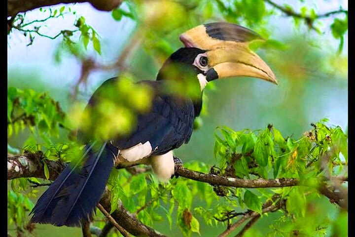 Bundala National Park Safari from Balapitiya image