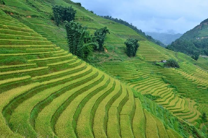 Sapa Trekking Tour with Local full Package by Bus 4N3D image