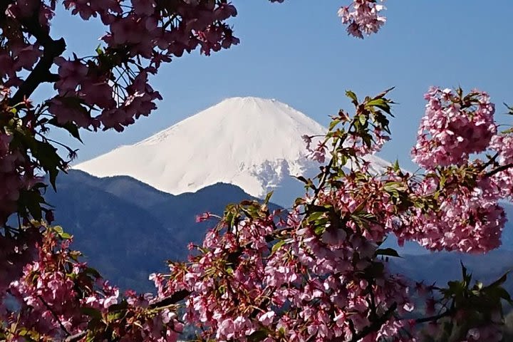 Cherry Blossom Festival & Gotemba Premium Outlet from February to April image