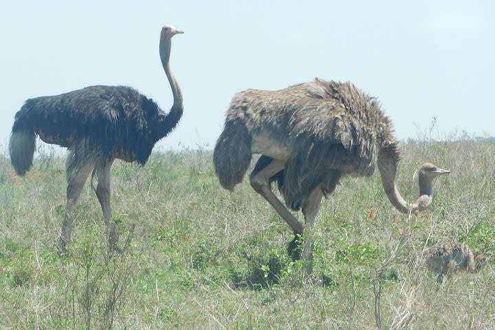 4 days animal kingdom - MOMBASA image