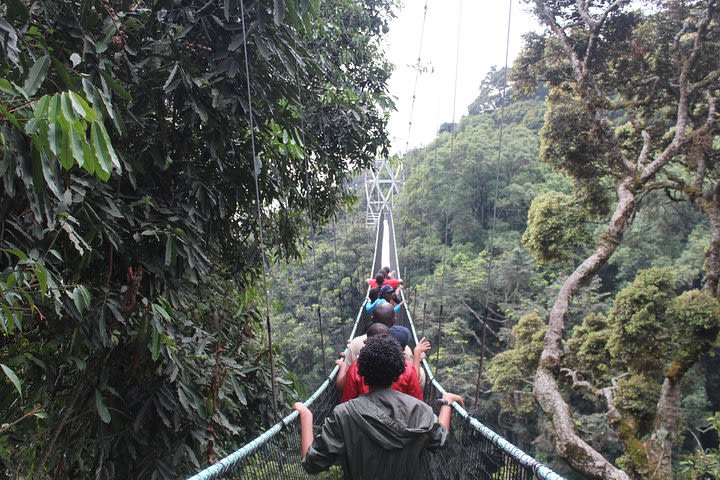 1 Day Trip In Nyungwe national park image