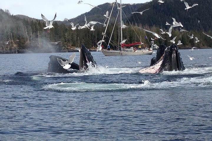 Sitka Shore Excursion: Whale-Watching and Marine Life Tour image