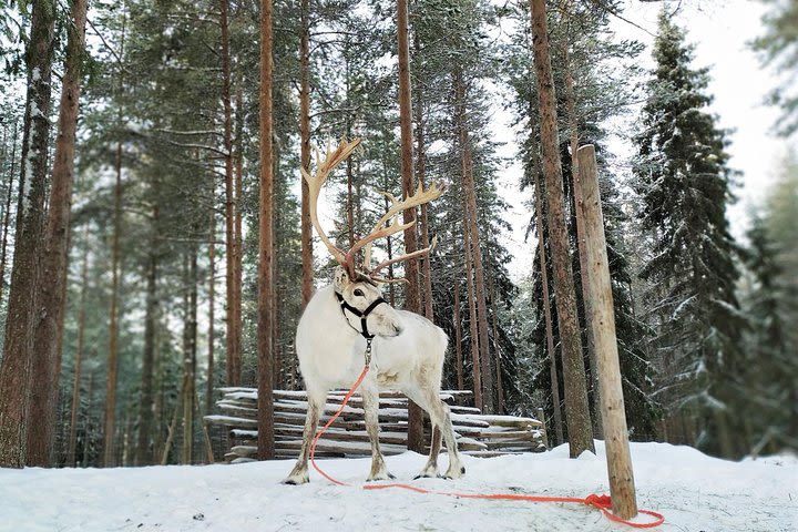 Visit an Authentic Reindeer Farm with Reindeer Safari image