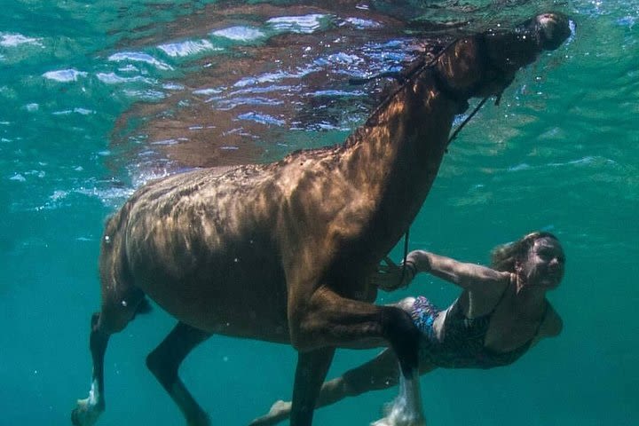 Horseback N Swim, River Tubin & Dunns River From Ocho Rios, Montego Bay & Negril image