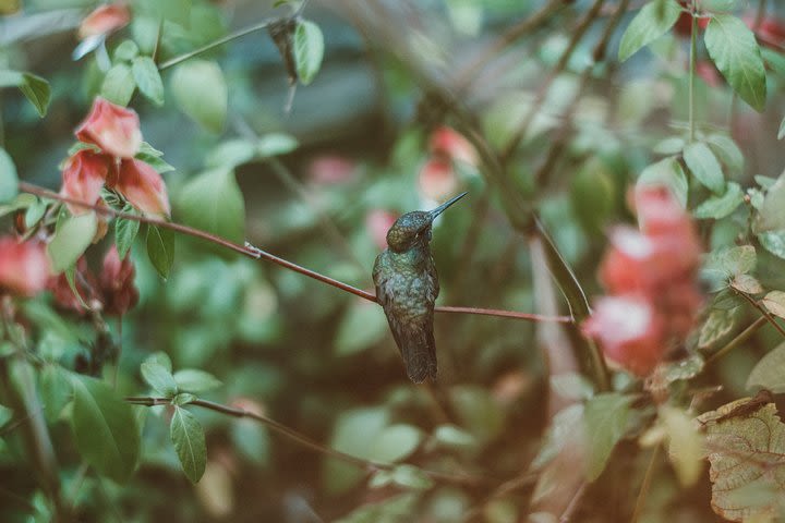 Nature & Hummingbird Experience image