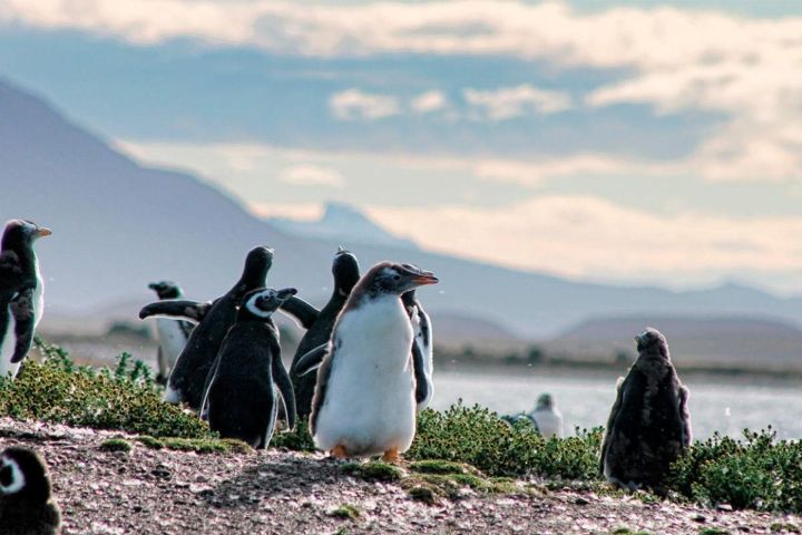 Beagle Channel Sailing Tour: Islands & Penguins image