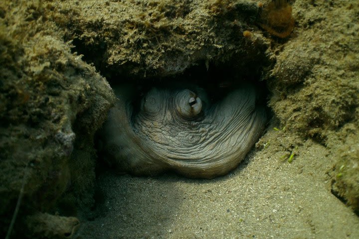 Guided Coral Reef Snorkeling Tour image