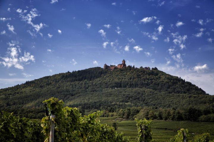 Alsace Wine Full-Day Trip from Colmar – Small Group image