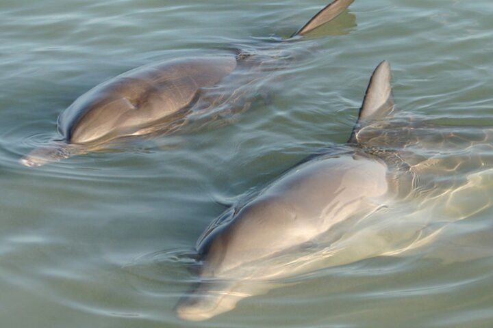 Dolphin and Manatee Clear Kayak or Clear Paddleboard Island Hop image