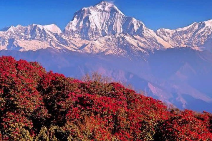 Ghorepani Ghandruk Trek image