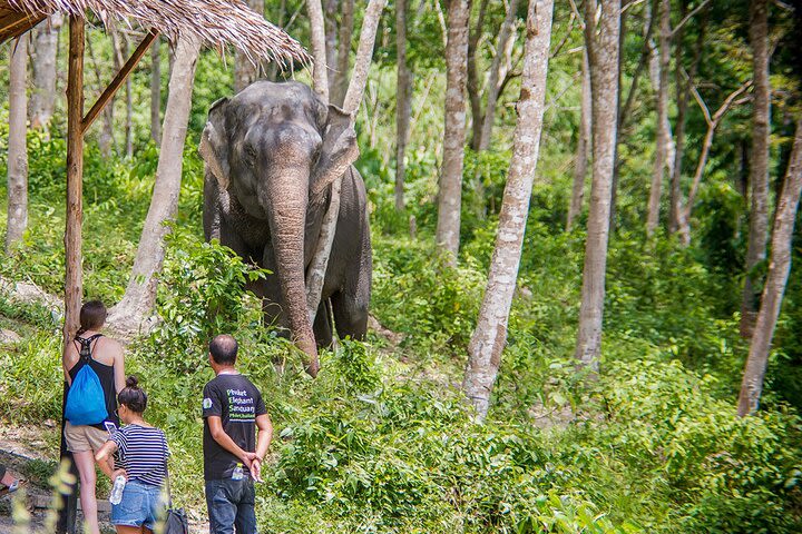 Full-Day Phuket Elephant Sanctuary Tour with Lunch and Dinner image