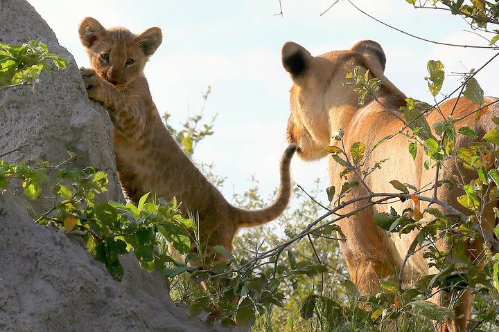 Full day chobe game drive, Guided tour of Falls & 15 mins helicopter flight image