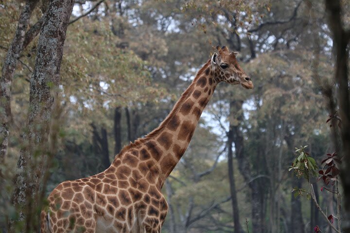 2 Days Safari to Tarangire & Lake Manyara image