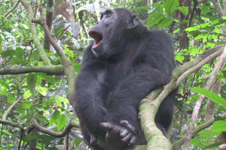 Gorilla Tracking Day Tour from Kabale image