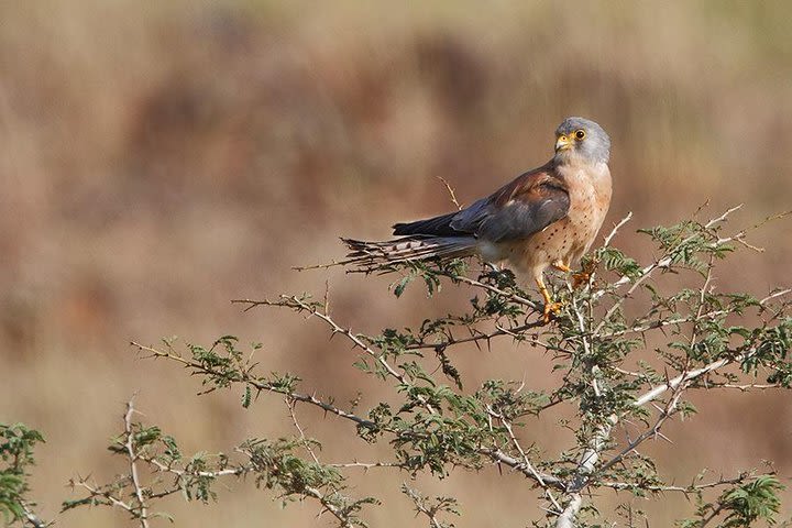 Private Tour: Full-Day Bird Safari Excursion to Bhigwan from Pune image